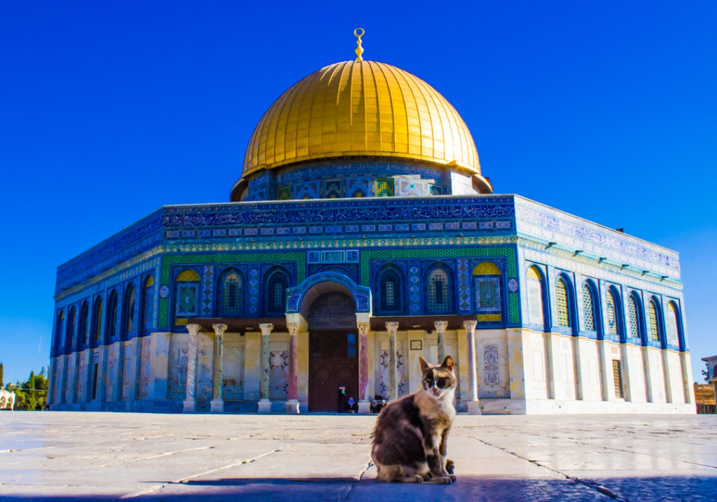 A cat enjoys the shade and political controversy around Dome of the Rock. 